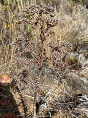 Aeonium davidbramwellii image