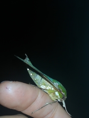 Euchloron megaera