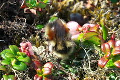 Bombus johanseni