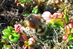 Bombus johanseni