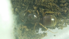 Myrmecocystus testaceus