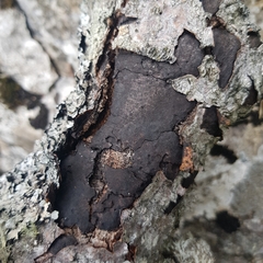 Biscogniauxia nummularia