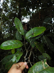 Eschweilera sessilis