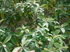 Morisonia ferruginea