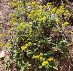 Eriogonum wootonii