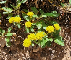 Eriogonum wootonii