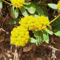 Eriogonum wootonii