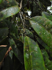 Eschweilera sessilis