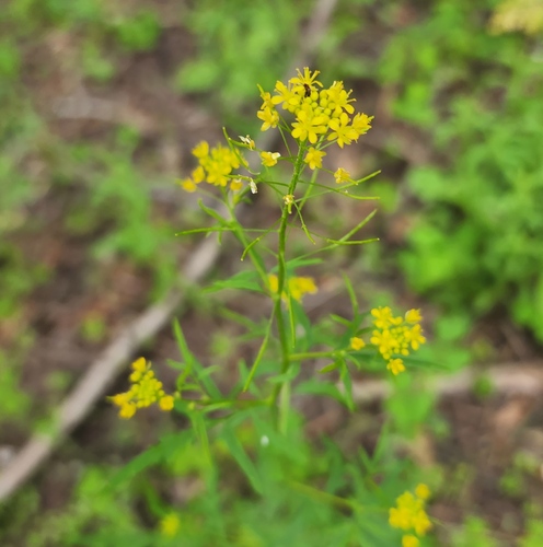 Mountain Tansymustard (Descurainia incisa)
