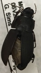 Anisodactylus rusticus