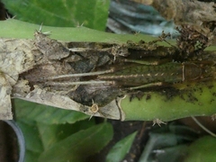 Tettigoniidae