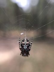 Neoscona orizabensis