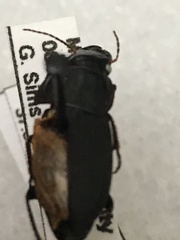 Anisodactylus rusticus