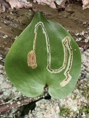 Liriomyza smilacinae