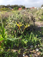 Freesia viridis viridis