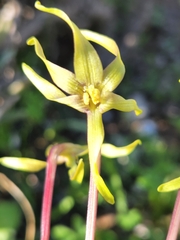 Freesia viridis viridis