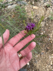 Vernonia lettermannii