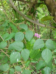 Phaseolus polystachios