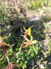 Freesia viridis viridis