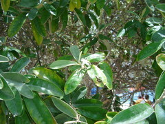 Morisonia ferruginea