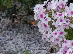 Macroglossum stellatarum