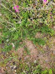 Glia decidua