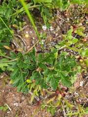 Glia decidua