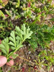 Glia decidua