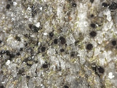 Rinodina ascociscana