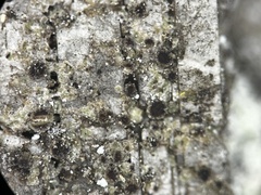 Rinodina ascociscana