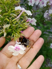 Bombus