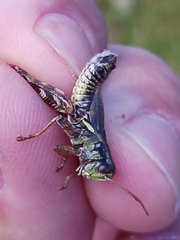 Melanoplus stupefactus