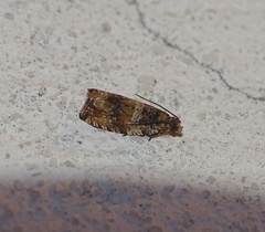 Celypha flavipalpana