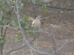 Cercotrichas galactotes