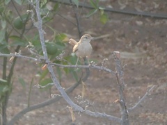 Cercotrichas galactotes