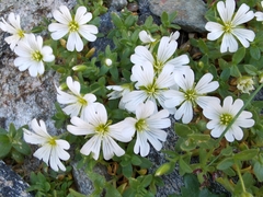 Cerastium uniflorum