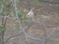Cercotrichas galactotes
