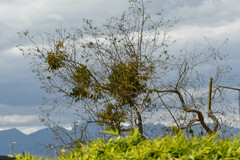 Phoradendron nervosum