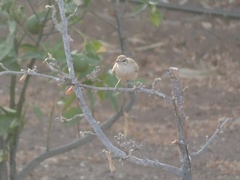 Cercotrichas galactotes