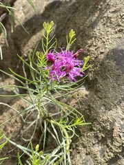 Vernonia lettermannii