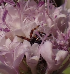 Synema globosum