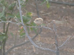 Cercotrichas galactotes