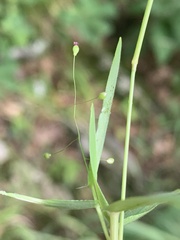 Dichanthelium boreale