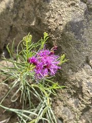 Vernonia lettermannii