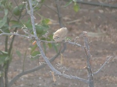 Cercotrichas galactotes