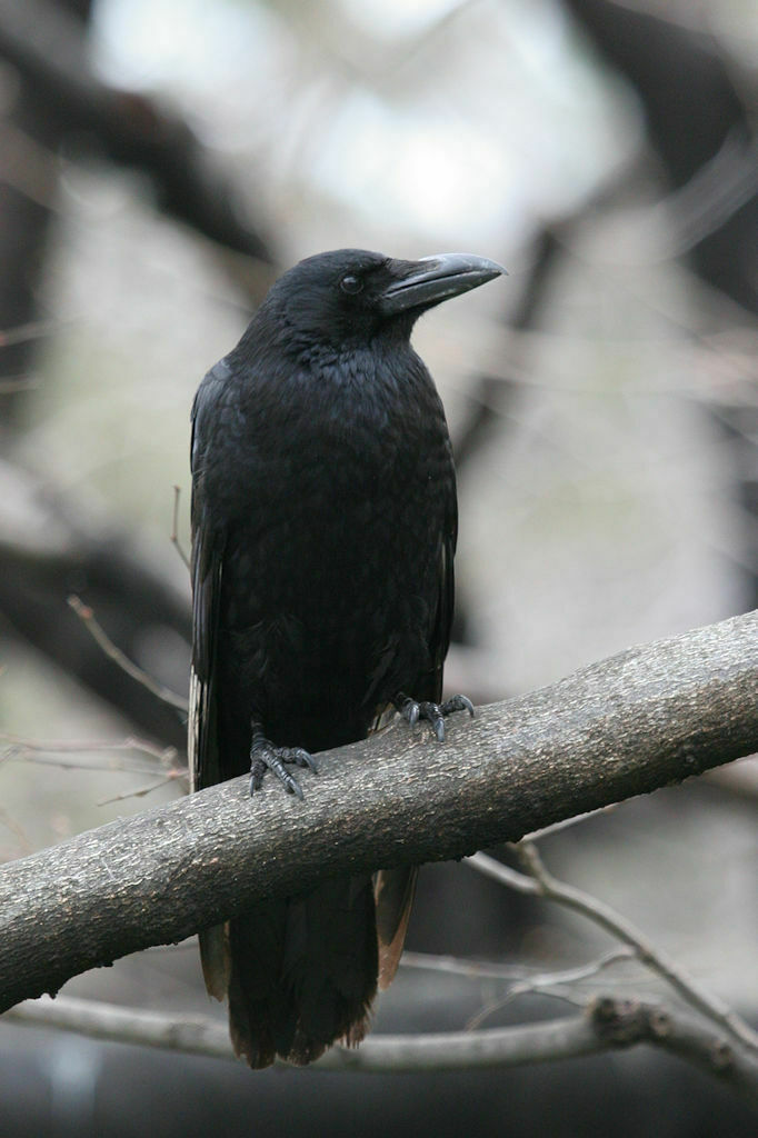 Carrion Crow from Naka Ward, Nagoya, Aichi, Japan on March 22, 2005 at ...