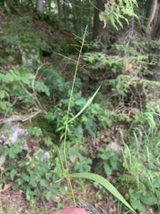 Dichanthelium boreale