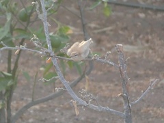 Cercotrichas galactotes