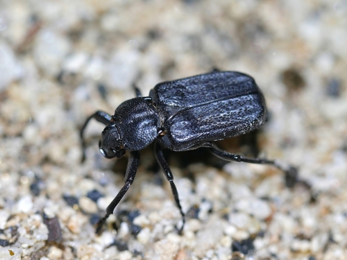 Cremastocheilus planatus