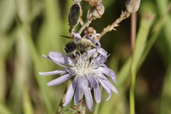 Lactuca pulchella